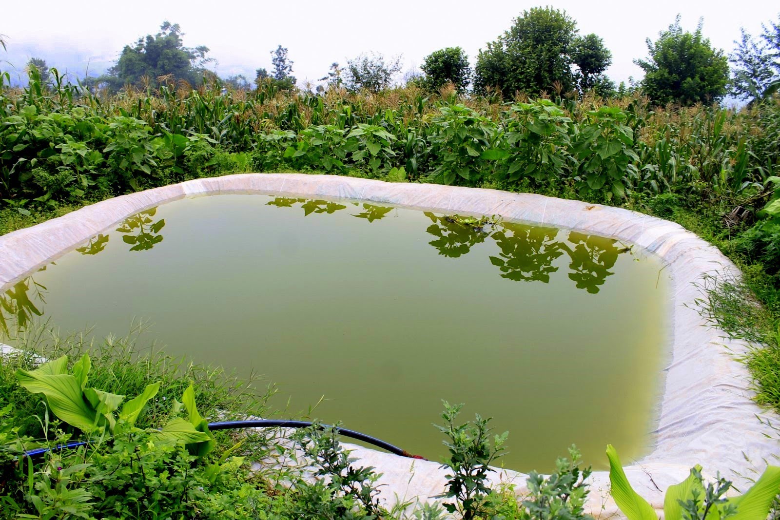 Farm, Rain Water Harvesting, Belize, Agriculture, Renewable Energy, Sustainability DFC, DFC BElize, Development Finance Corporation