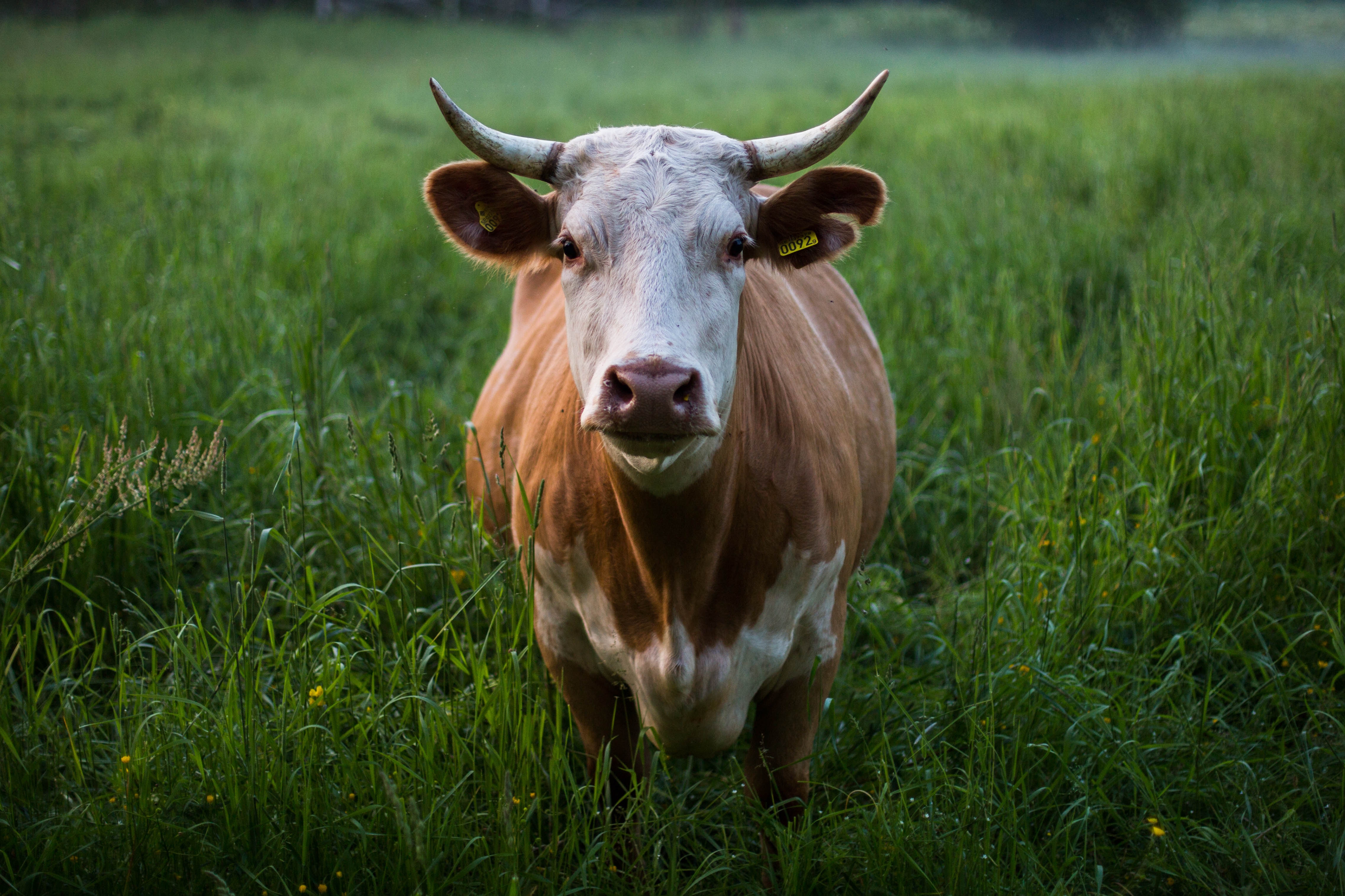 Belize, Agriculture, Cattle, Livestock, DFC, DFC Belize