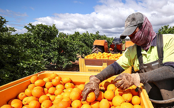 DFC Citrus Loans