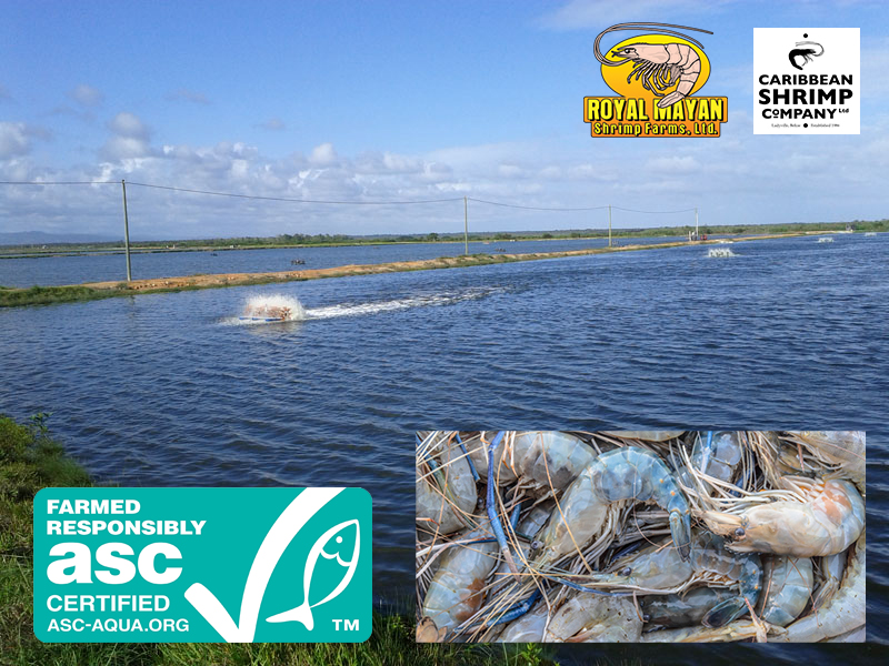 ASC Certified Shrimp Belize