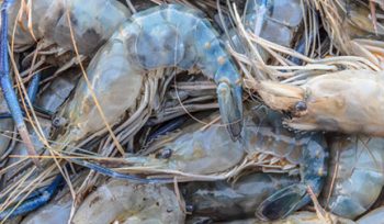 Belize Shrimp